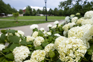 flowers along the university campus