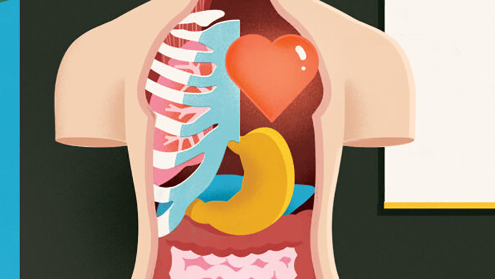 illustration of a person's internal organs